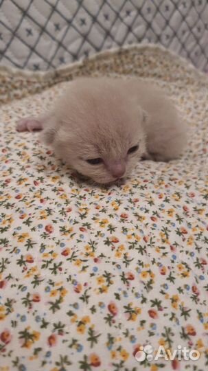 Бурма Клубные с документами к Новому Году