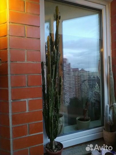 Кактус Молочай