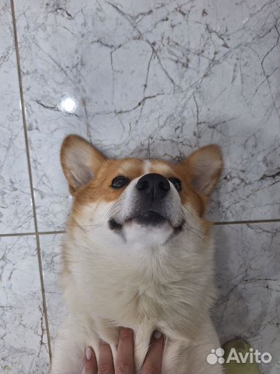 Вязка корги мальчик