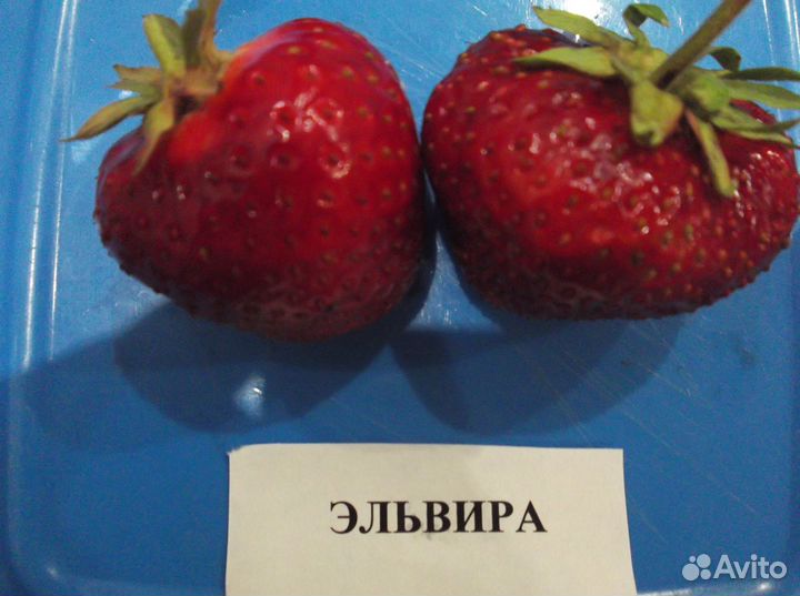 Клубника и малина, земляника