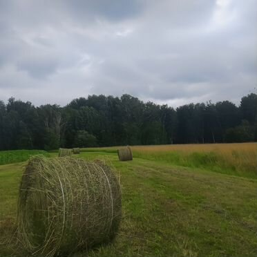Сено