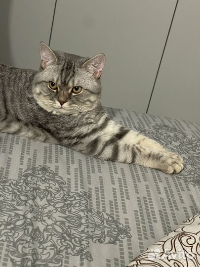 Вязка с шотландским котом