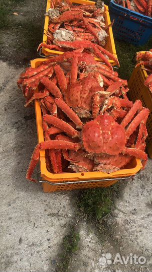Краб камчатский весь краб здесь