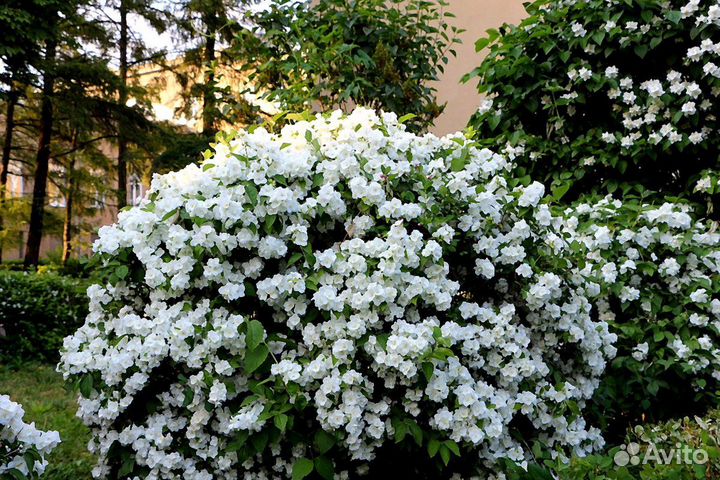 Саженцы Жасмин (чубушник)