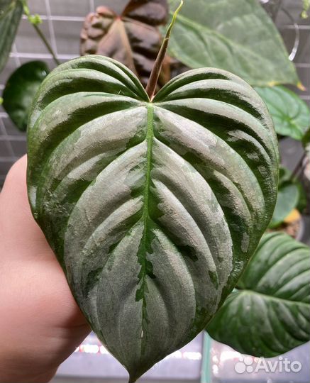 Филодендрон маджестик