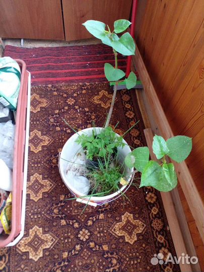 Сибирский бамбук