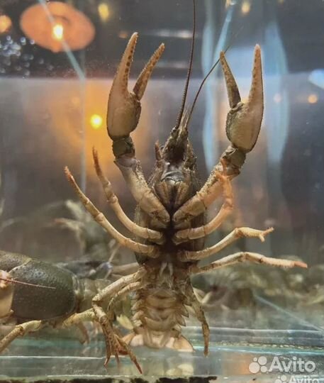 Живые раки Жуковский