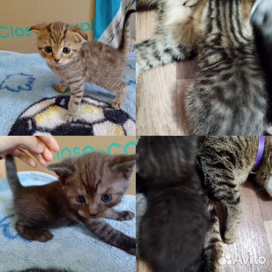 Вислоухие котята.Родились 01.05.24