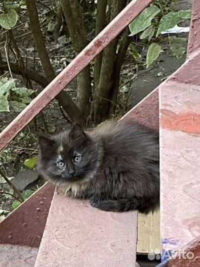 Сибирская кошка