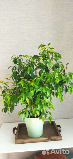 Фикус бенджамина большой