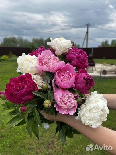 Букет из пионов