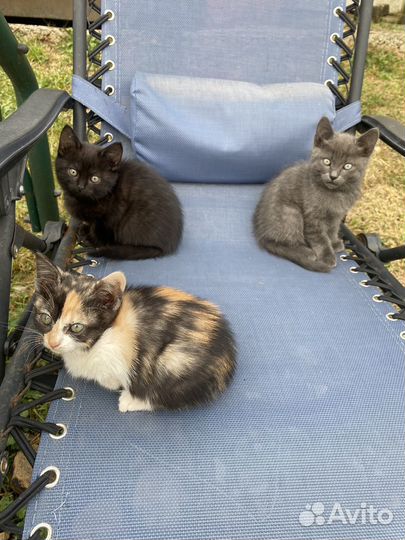 Котята в добрые руки бесплатно