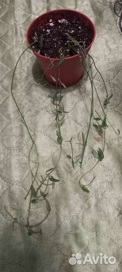 Церопегия линеарис