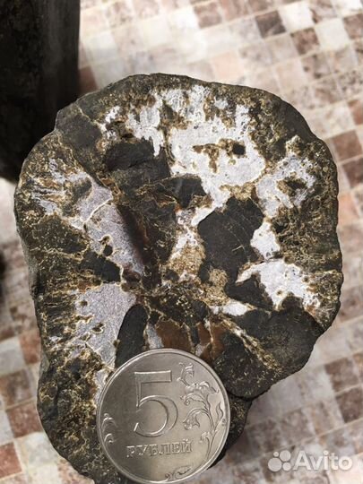 Окаменелое дерево