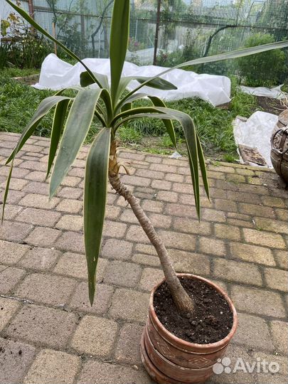 Прекрасные цветы