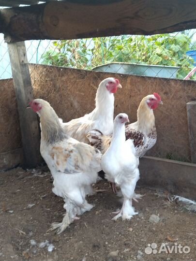 Молодые петух