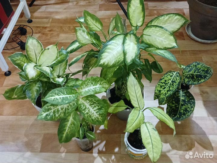 Диффенбахия