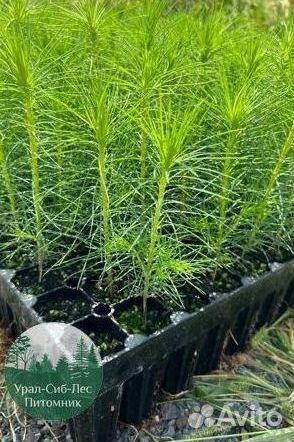 Зкс Сосна сеянцы Ели Лиственницы окс Голуб Горная