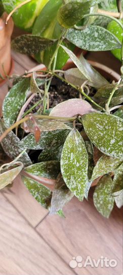 Хойа набор из 10 срезов