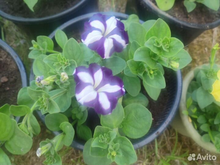 Петуния ампельная в горшке 5 и 10 литров