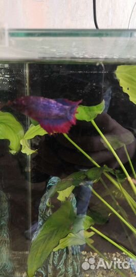 Рыбка петушок самка Супердельта