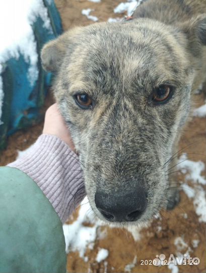 Ищет дом не крупная Собака Ханна