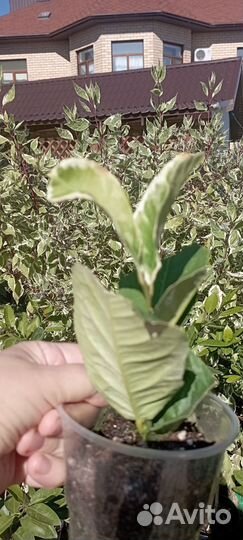 Лимон вариегатный Эврика Пинк