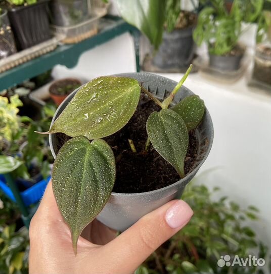 Филодендрон Скандекс Миканс бархатный