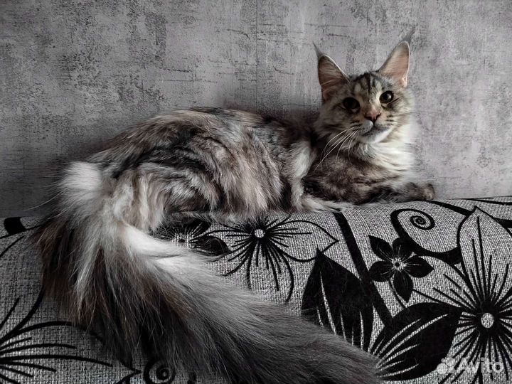 Мейн-кун