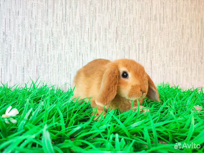 Карликовый кролик - голубые глаза