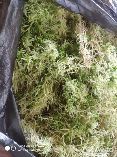 Мох сфагнум живой