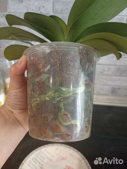 Орхидея фаленопсис Самер