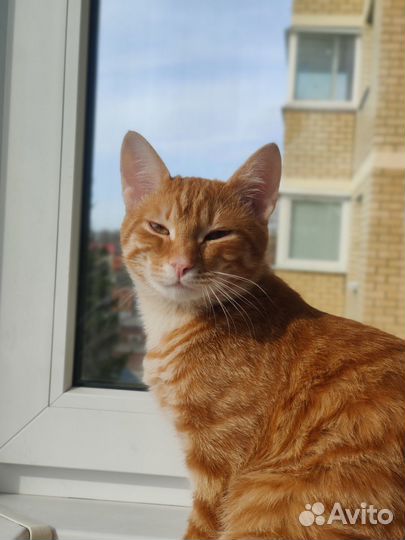 Рыжий молодой котик Лёня