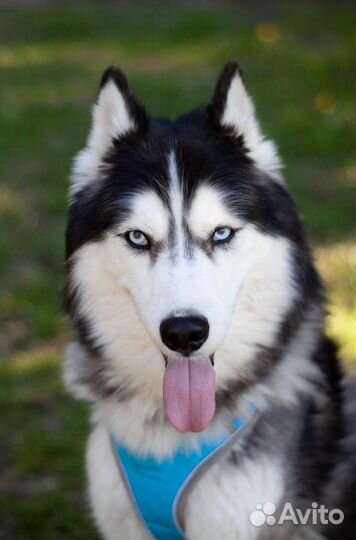 Красавчик в добрые руки