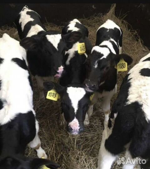 Телята бычки