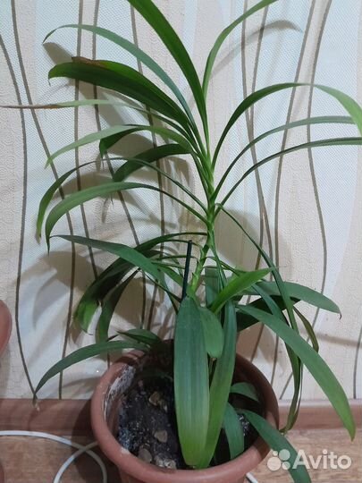 Комнатные цветы