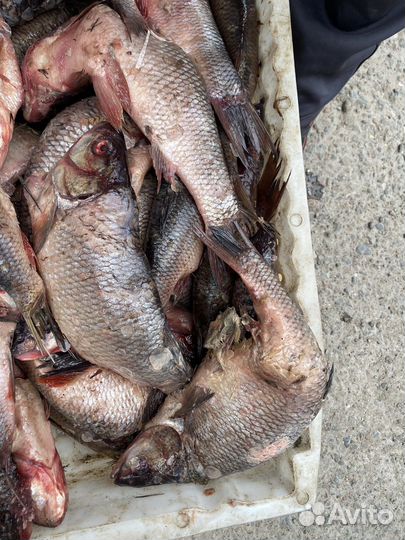 Рыба свежемороженая на корм животным