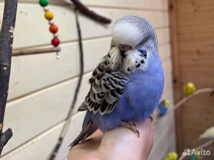 Выставочный волнистый попугай ввп чех самец