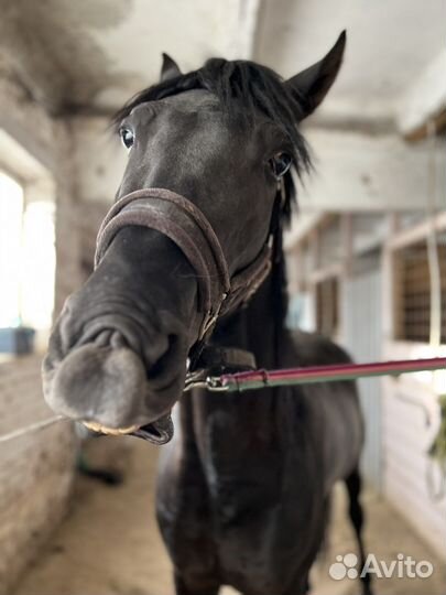 Жеребец орловский рысак