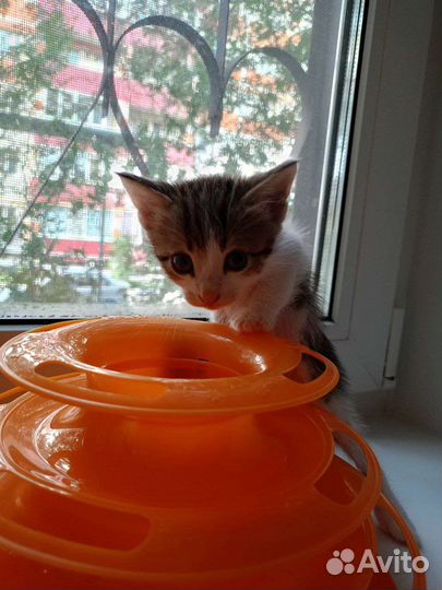 Котёнок девочка в добрые руки