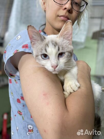 Кошечка в добрые руки