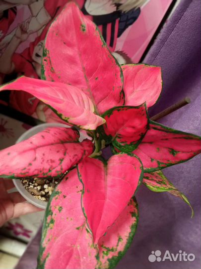 Аглаонема Пинк Валентин