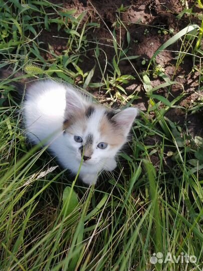 Котята в дар