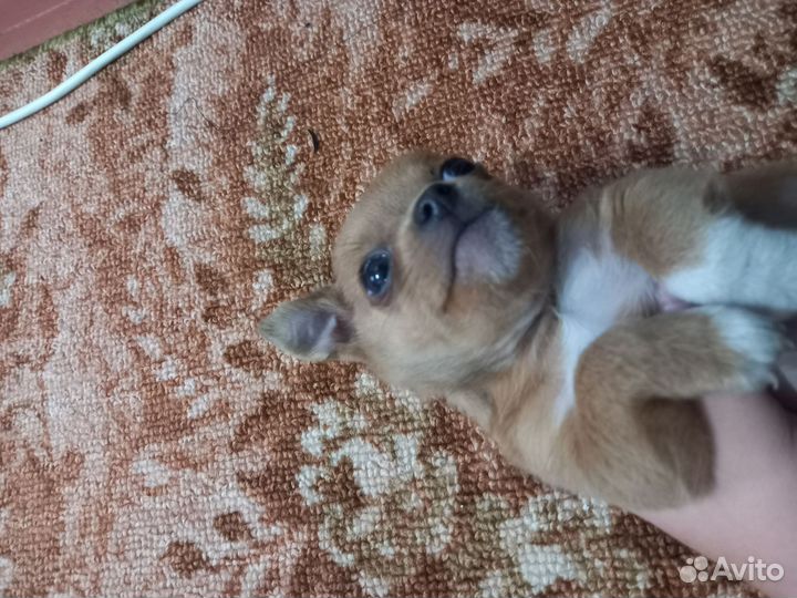 Щенок чихуахуа