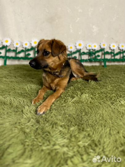 Собака в добрые руки отдам бесплатно