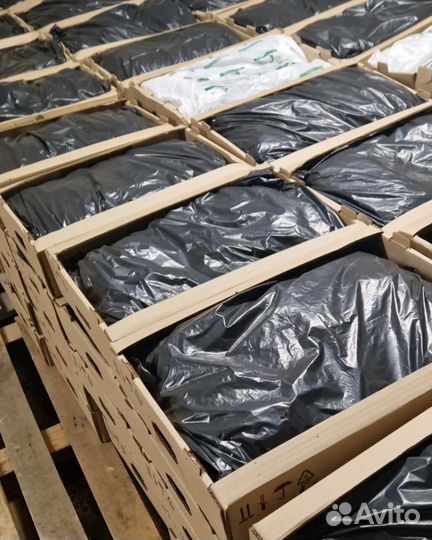 Саженцы сосны зкс опт