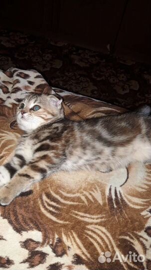 Шотланские котята