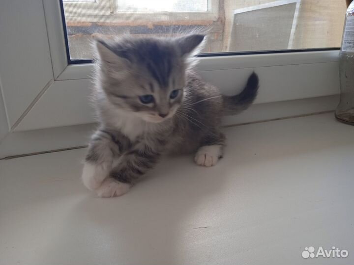 Кошки шотландцы/ британец