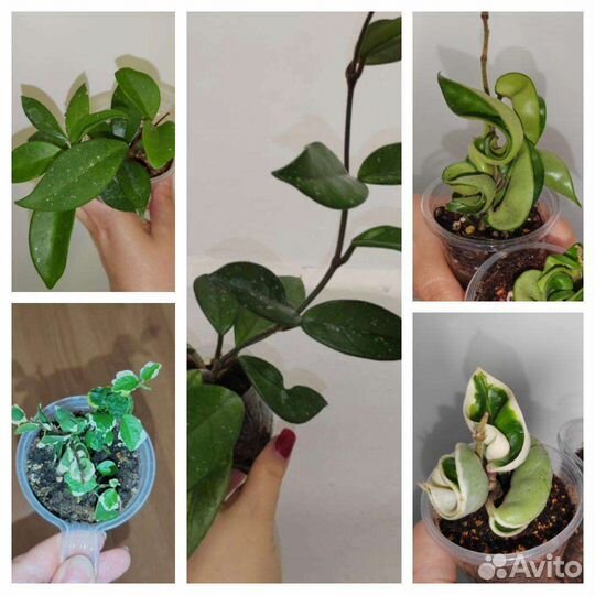 Фикус, Хойи