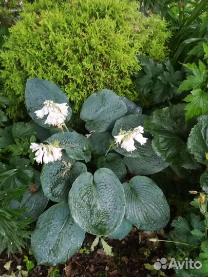 Хосты, Баданы, Гейхеры,Лилейники